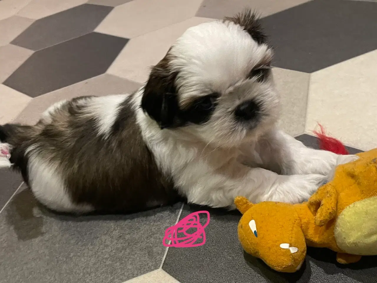 Billede 5 - 4 små Shih Tzu hvalpe mangler nye hjem🐶