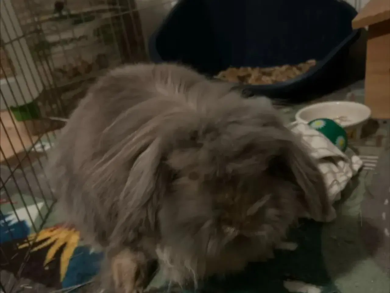 Billede 2 - Sød og kærlig hankanin søger nyt hjem