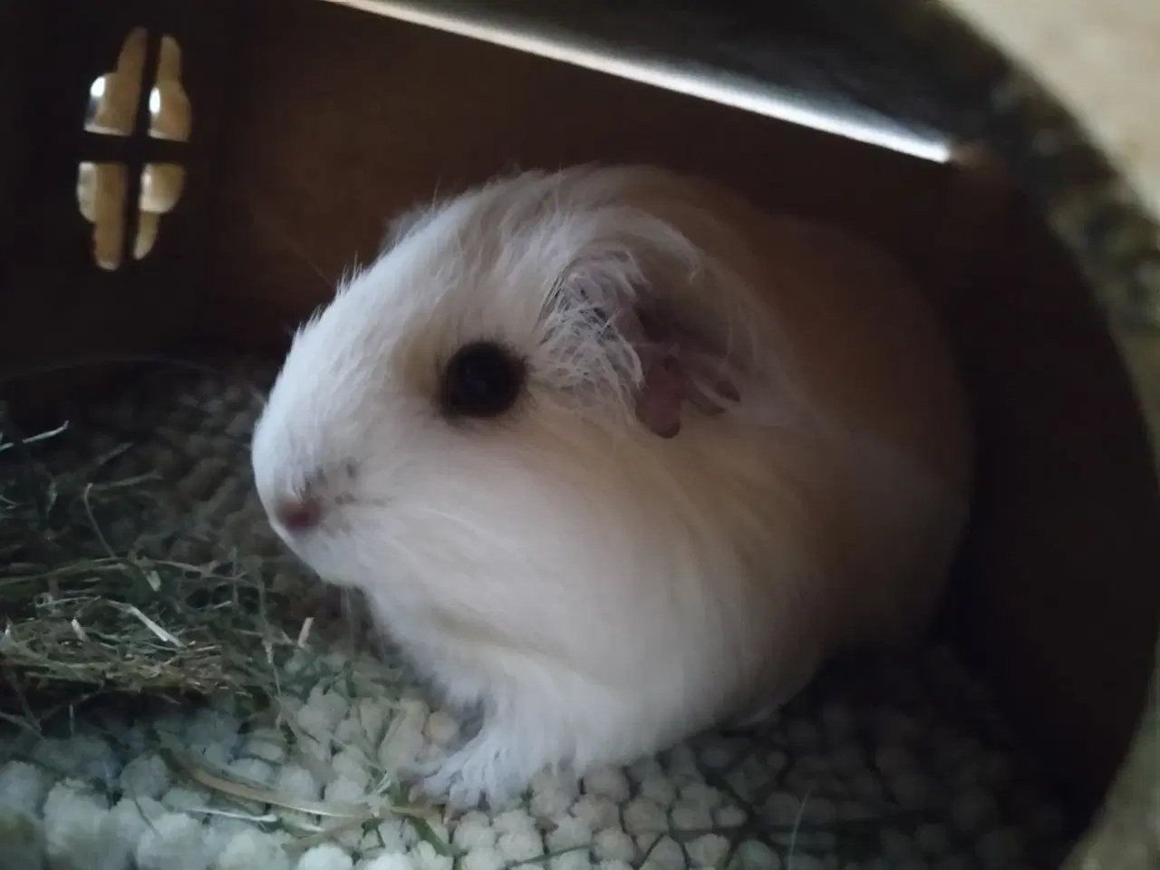 Billede 2 - Prut søger Forever hjem