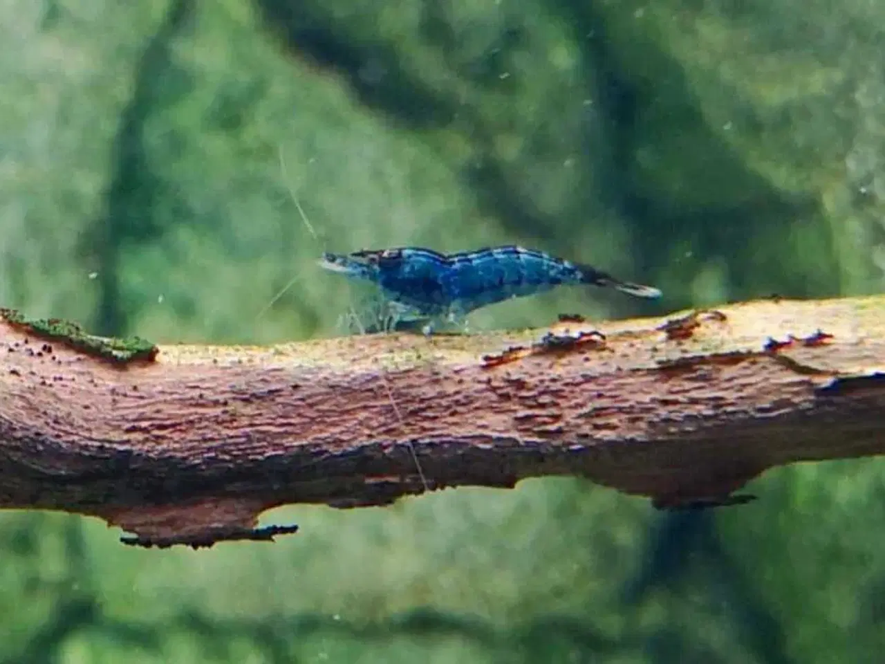 Billede 5 - Smukke Blue Dream Neocaridina rejer