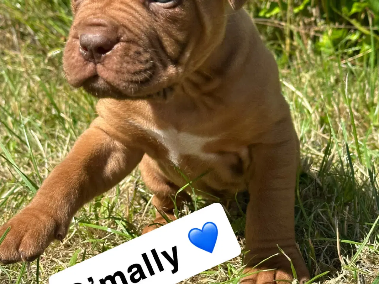Billede 8 - Hvalpe Cane Corso/Douge de Bordeaux 