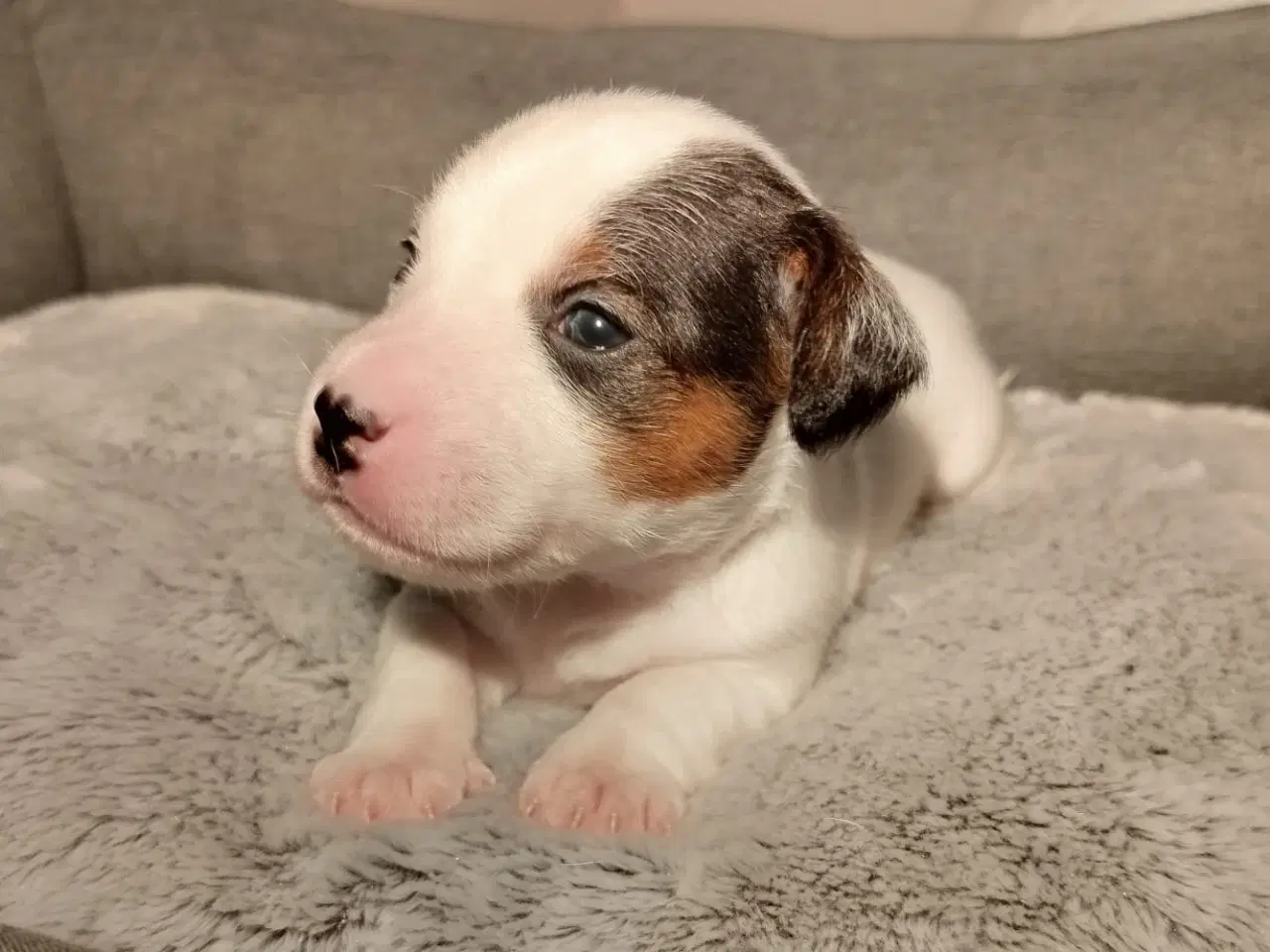 Billede 7 - Jack Russell terrier puppies 