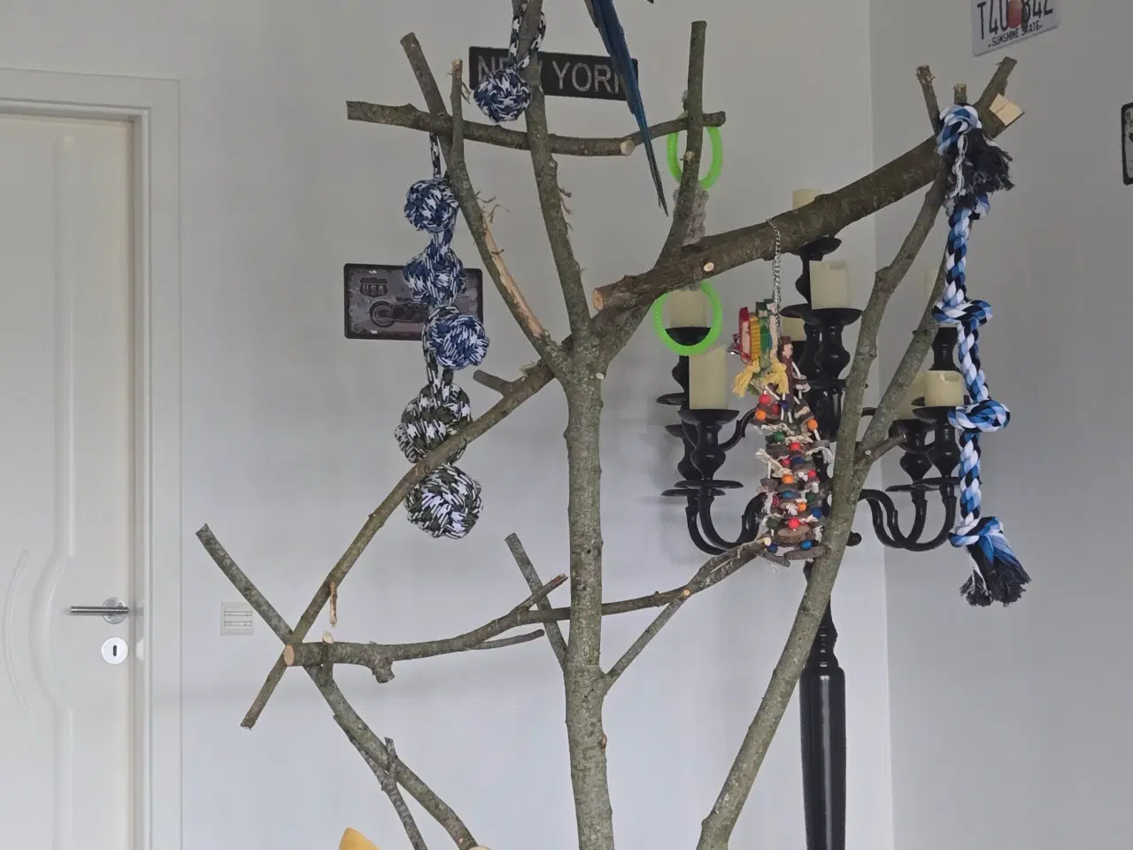 Billede 3 - Meget tam Ara