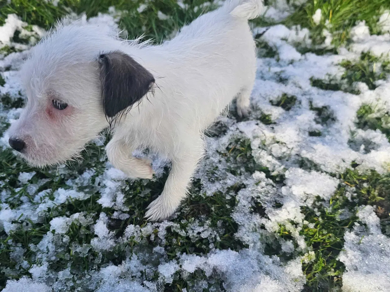 Billede 3 - Ren kærlighed