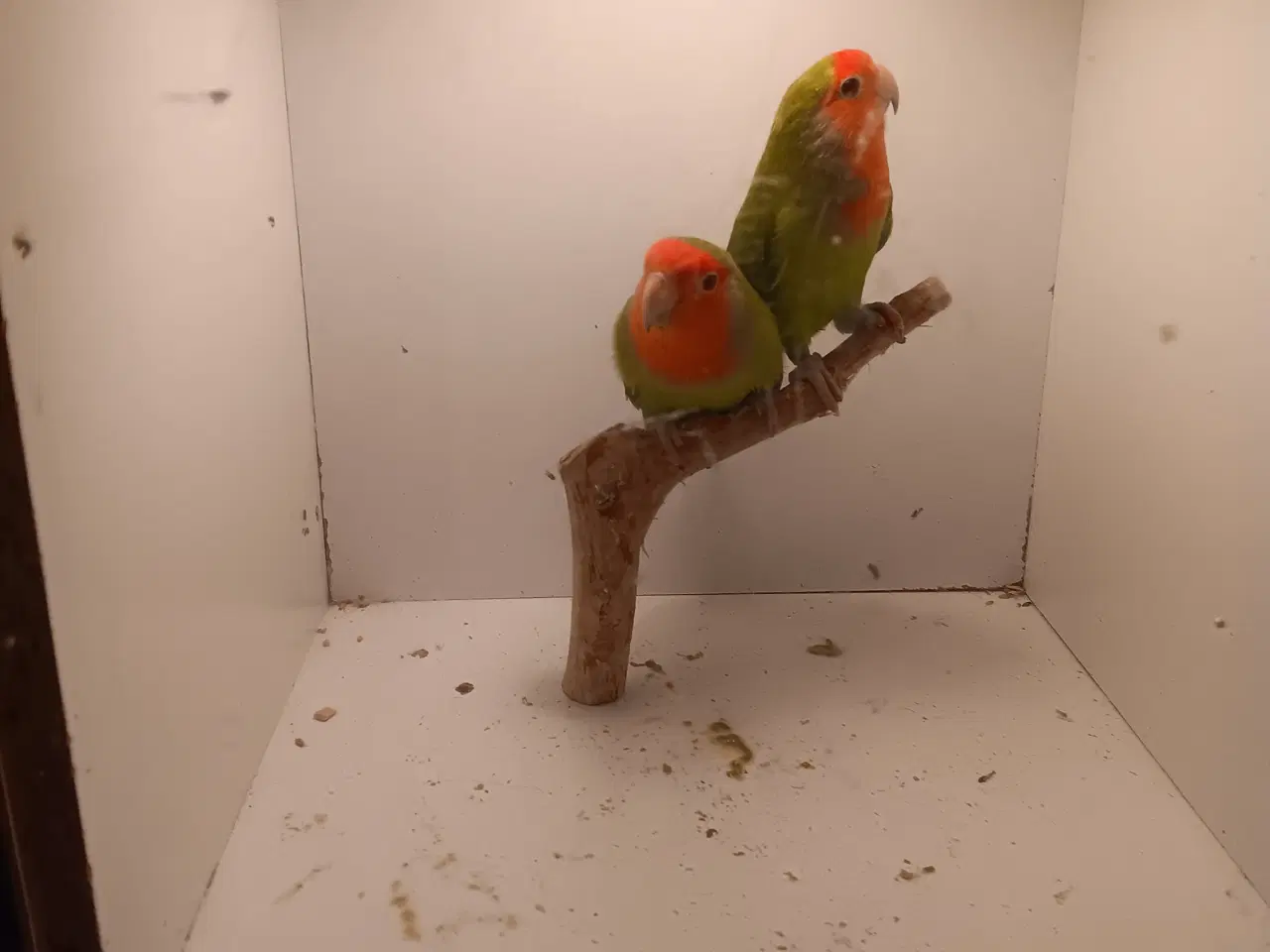 Billede 1 - Rosenhoveddvp I grøn 