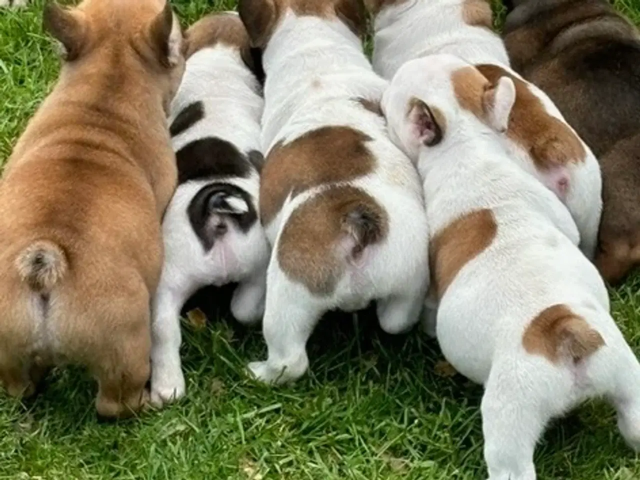 Billede 15 - Fransk Bulldog hundehvalpe