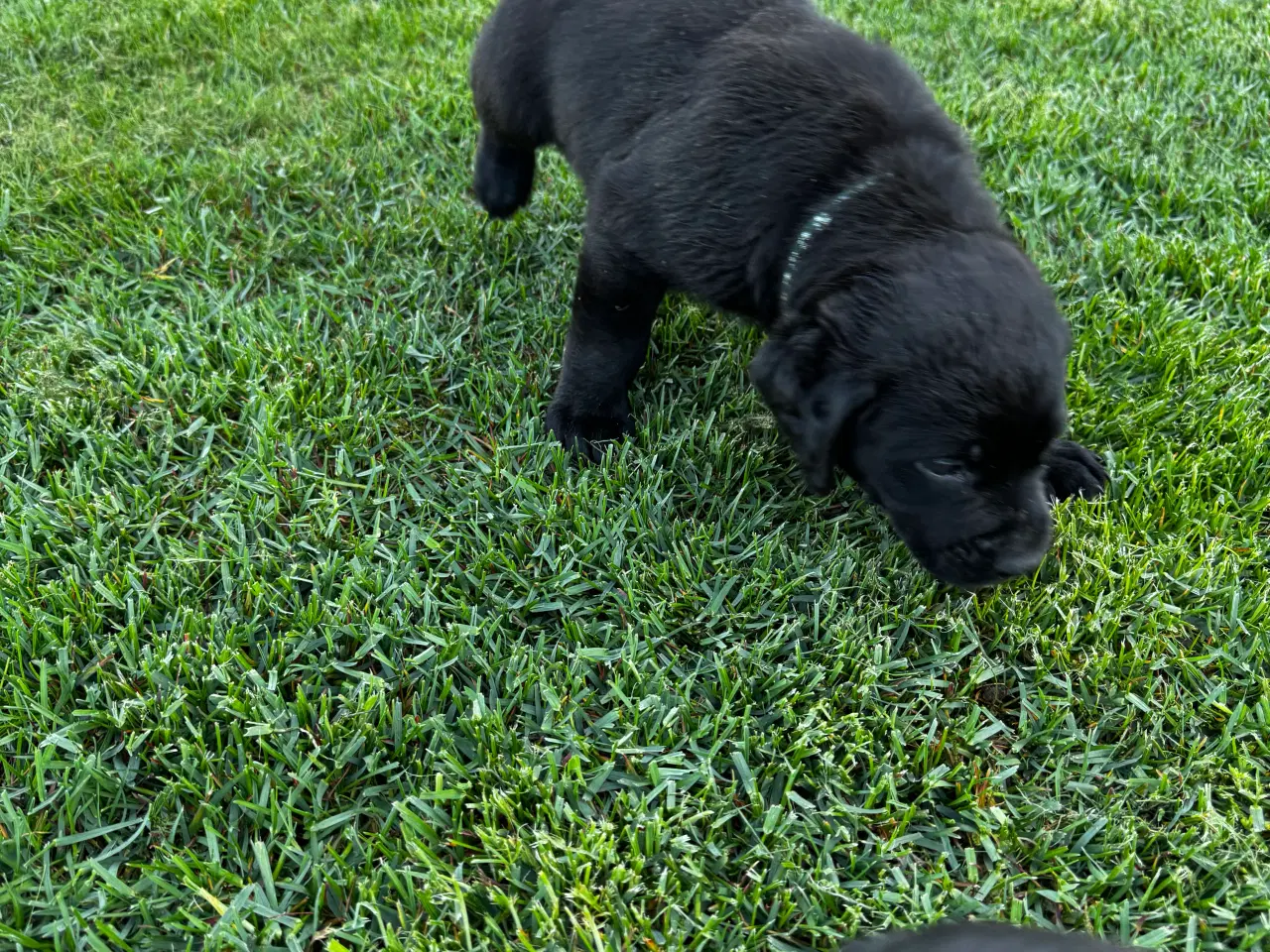 Billede 2 - Rottweiler/ Labrador hvalpe 