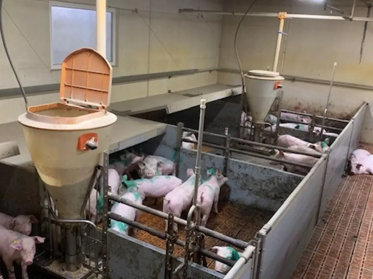 Billede 3 - Big Dutchman inventar Smågrisestald 130m2