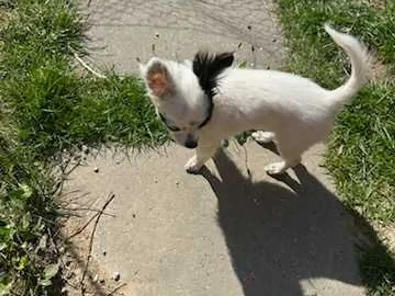 Billede 11 - Chihuahua pige 