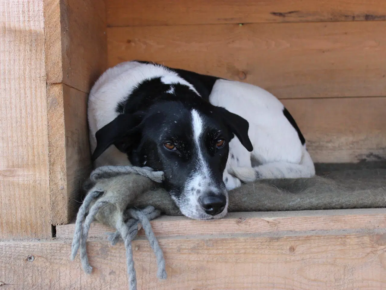 Billede 5 - Wilma søger familie! 🩷