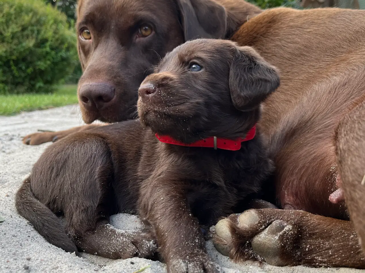 Billede 2 - Labradoodles 