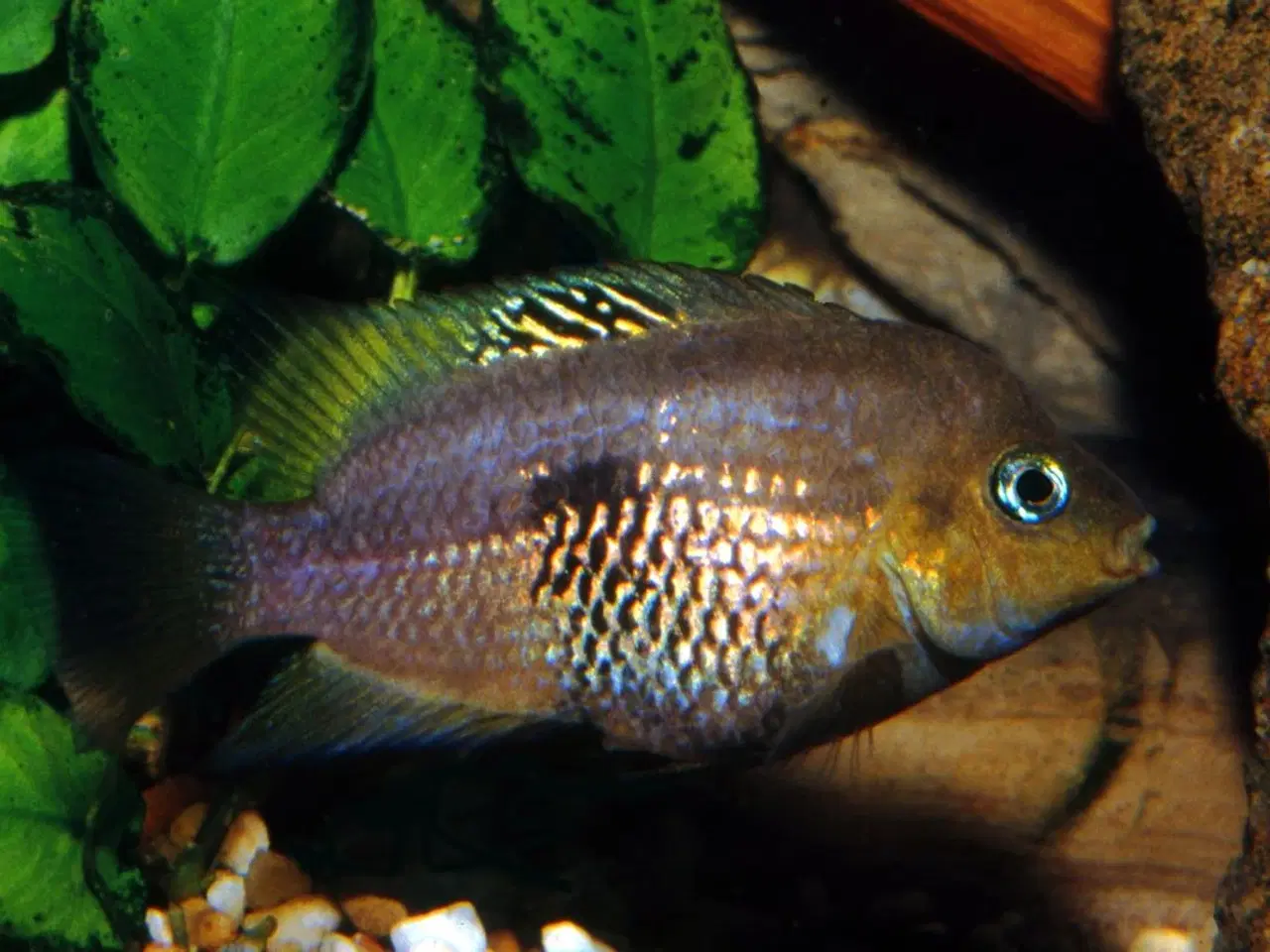 Billede 15 - Akvariefisk