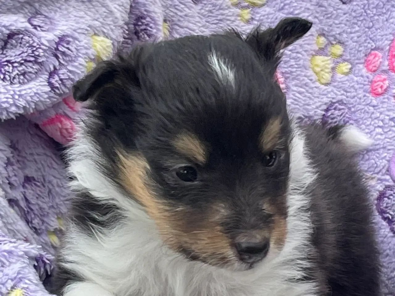 Billede 4 - Shetland sheepdog hvalpe