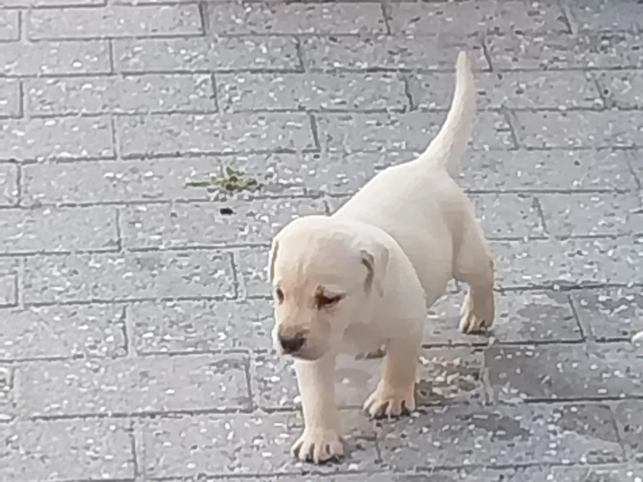 Billede 5 - Gule Labrador hvalpe.