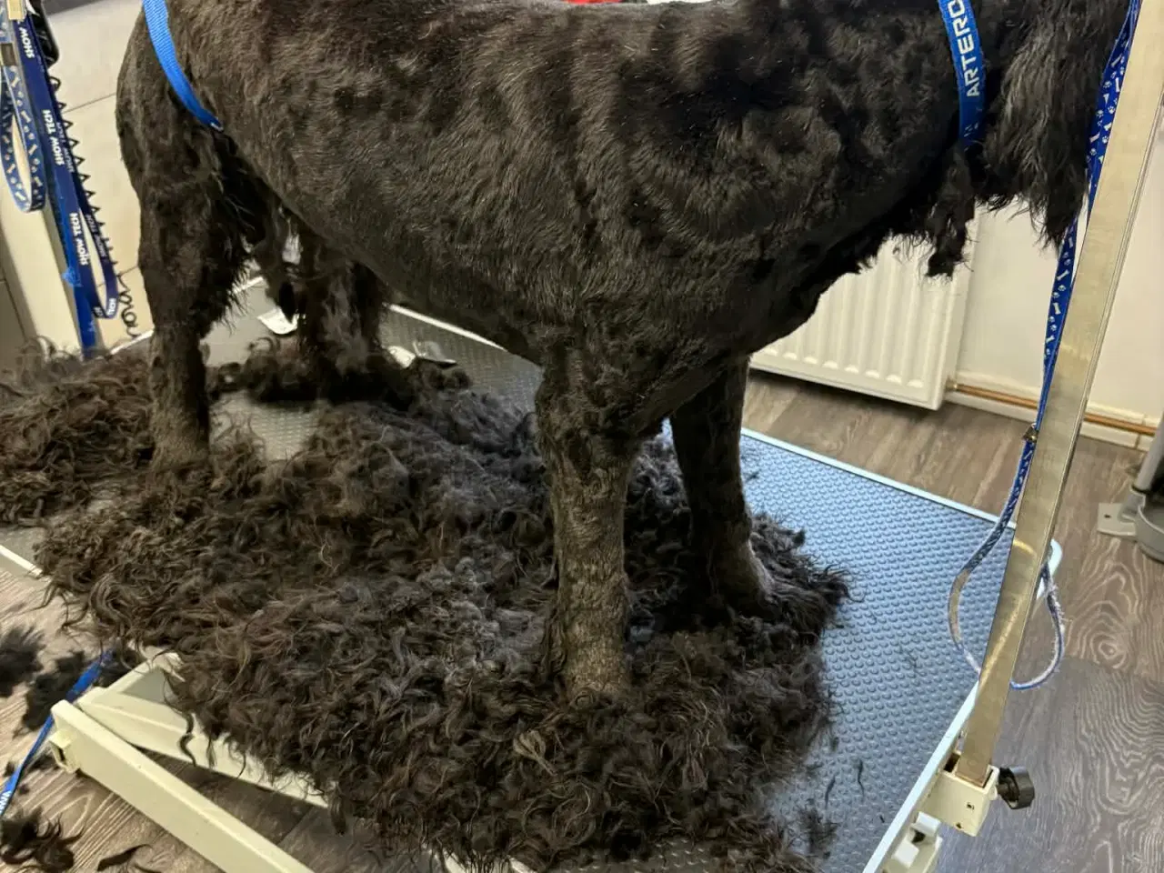 Billede 4 - 2 golden doodle piger søger nyt hjem