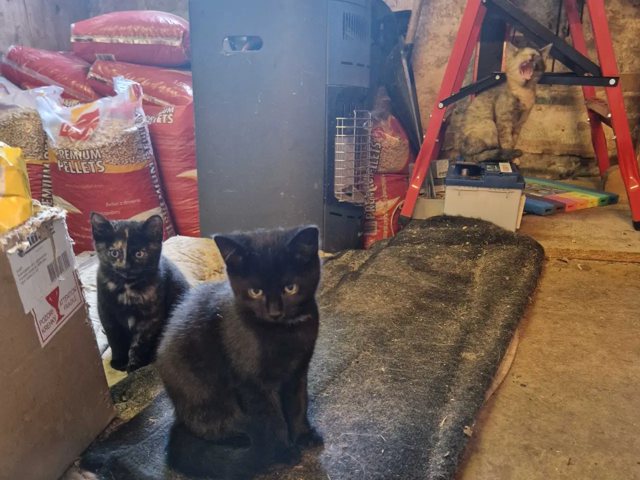 Billede 5 - Smukke killinger 