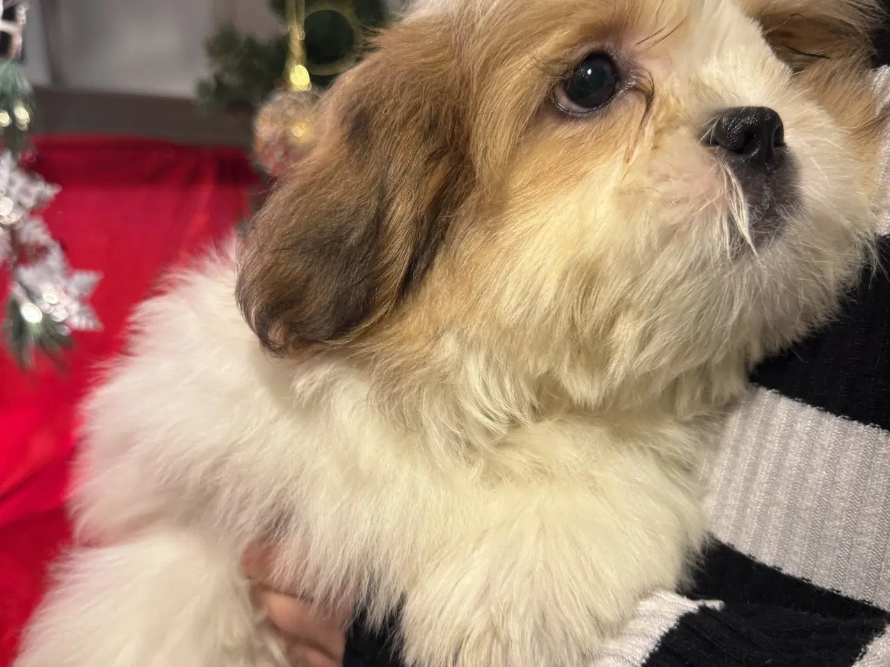 Billede 18 - Shih tzu-mor/ Coton de Tulear-far