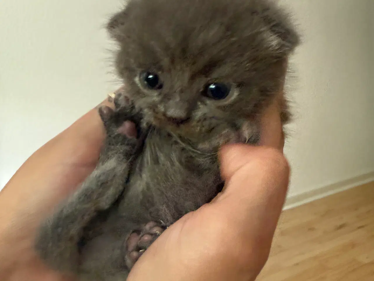 Billede 6 - Scottish fold & perser mix 