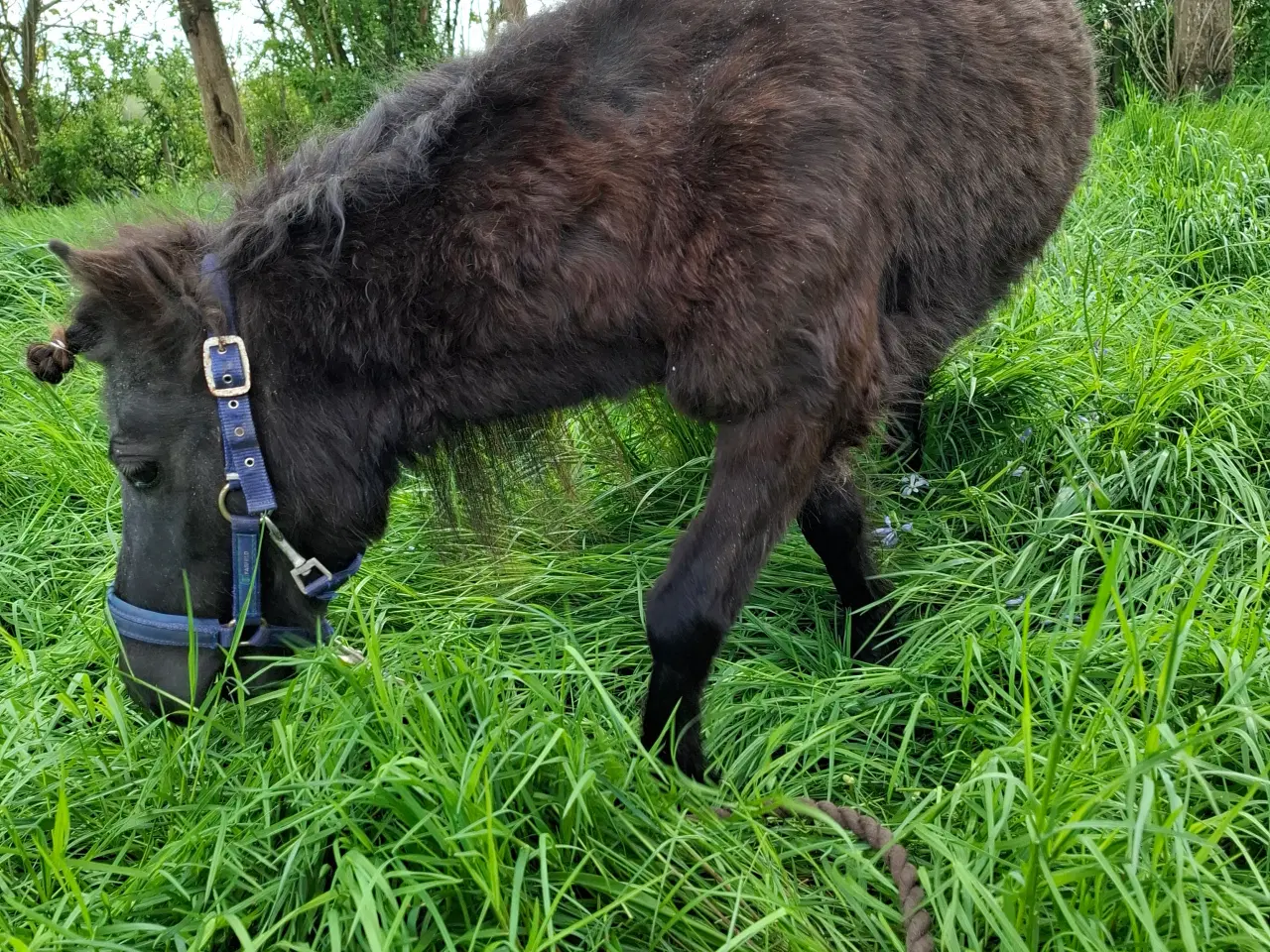 Billede 3 - Miniature shetlænder hoppe