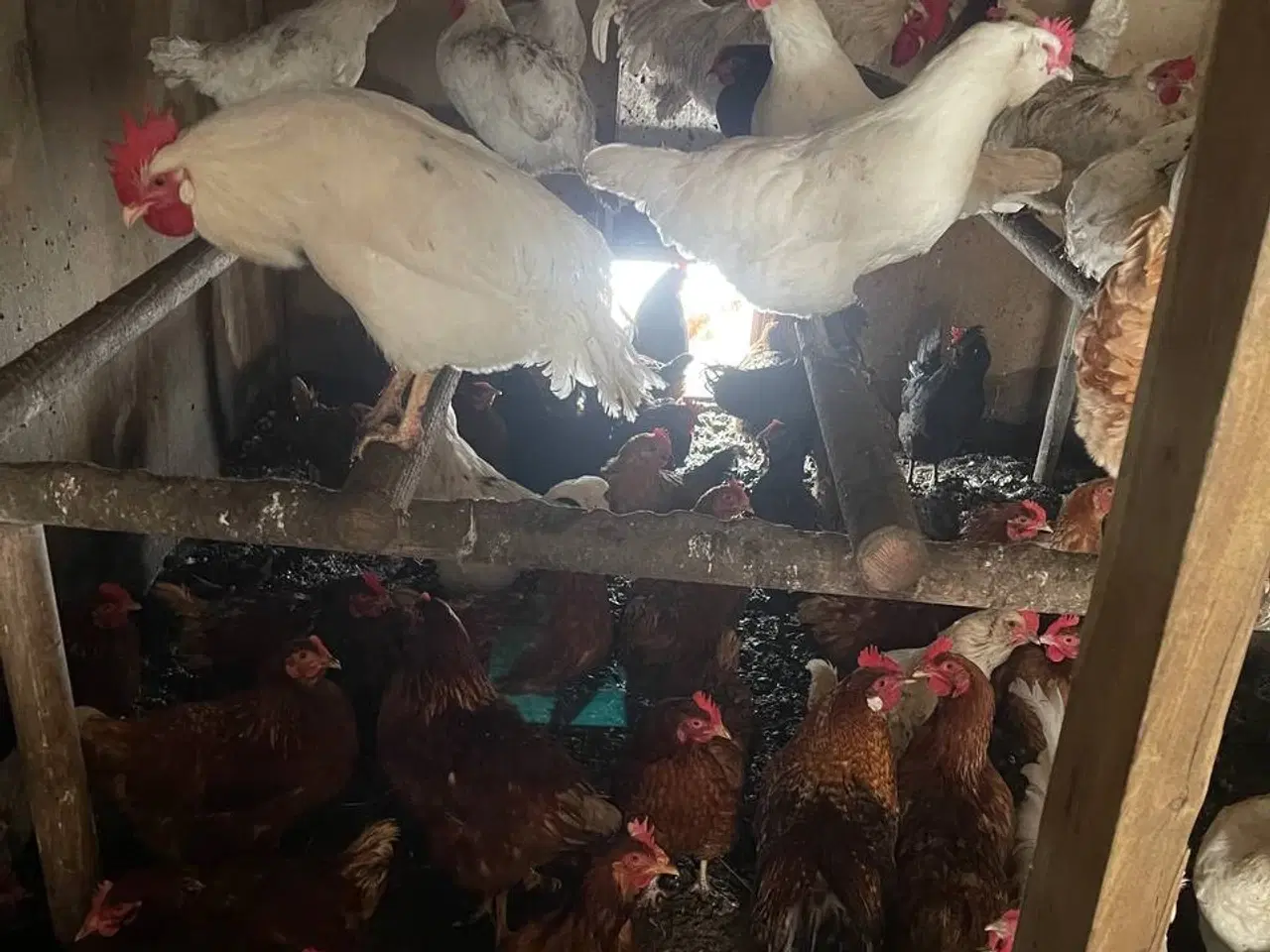 Billede 6 - En ung hane og tre høner i Zone varde er til salg.