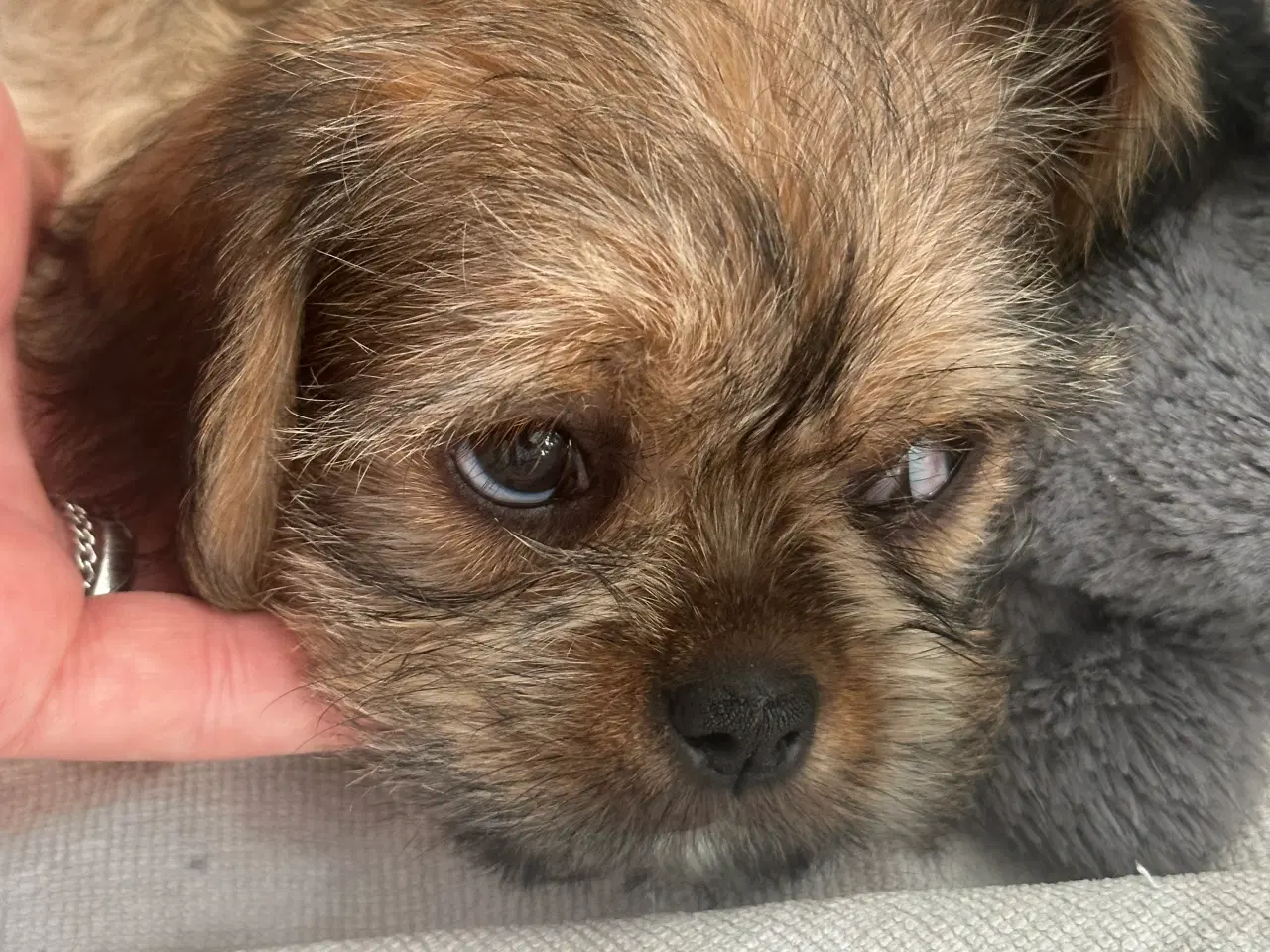 Billede 10 - Shih tzu blandinger 