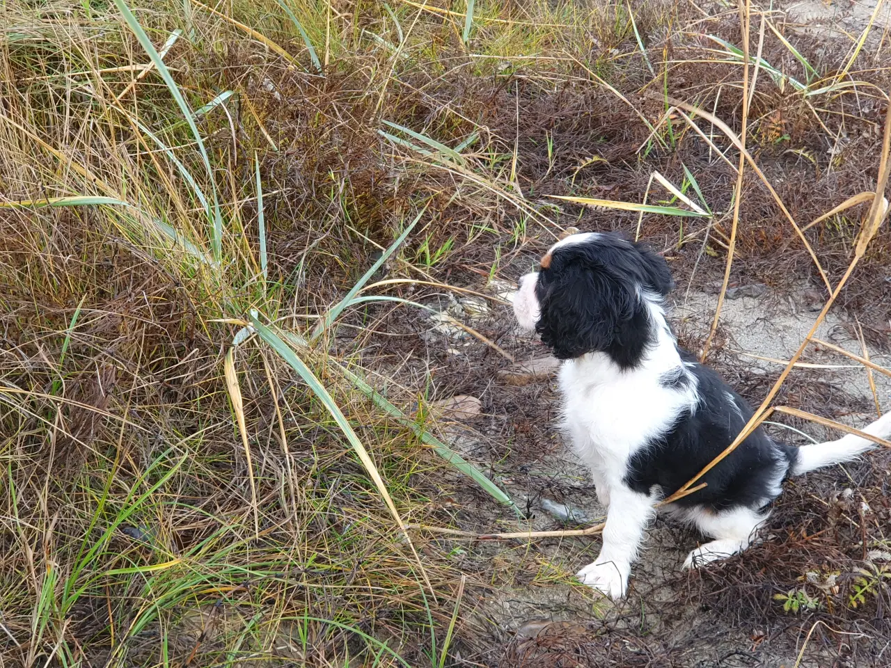 Billede 2 - Cavalier king charles spaniel 