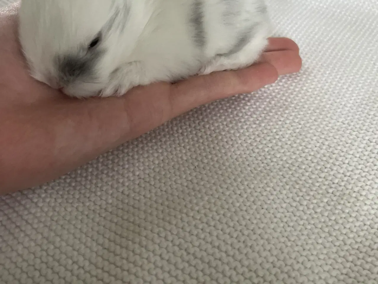 Billede 2 - Søde små minilop kaninunger🐰