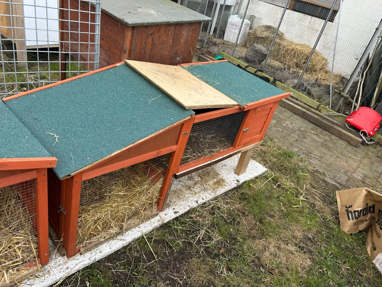 Billede 3 - Mini Lop