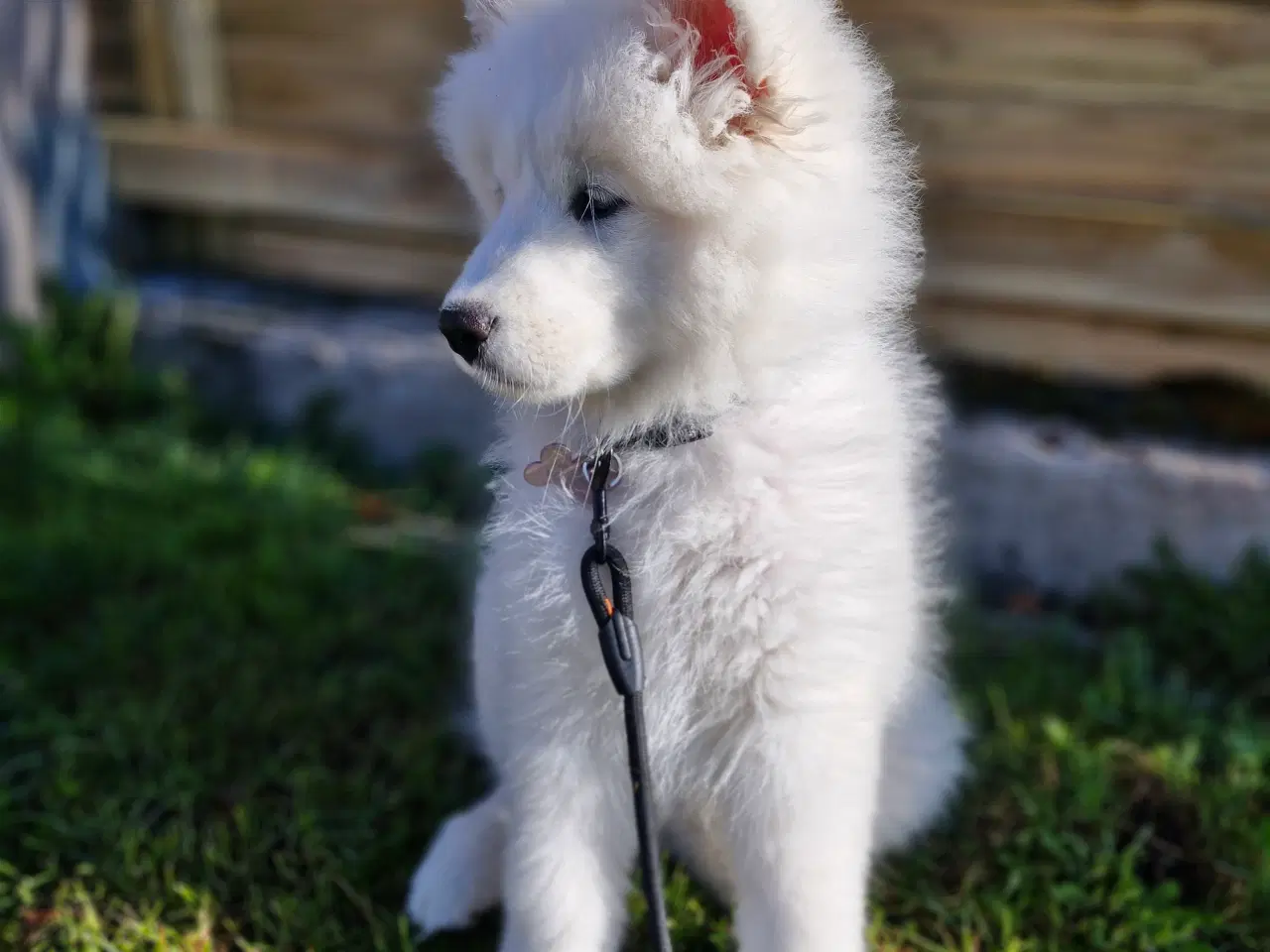 Billede 4 - Samojede søger nyt forever hjem