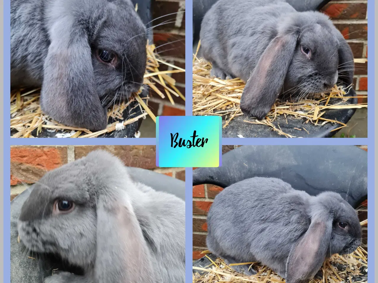 Billede 4 - 4 skønne franske væddere klar til nye hjem 🐰