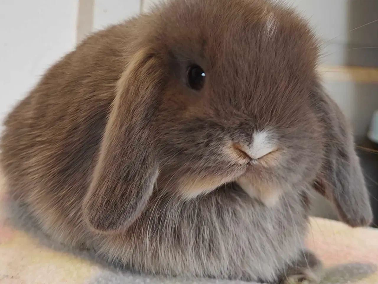 Billede 12 - Minilop