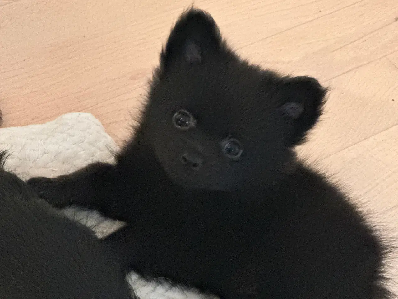 Billede 10 - Pomchi dreng 