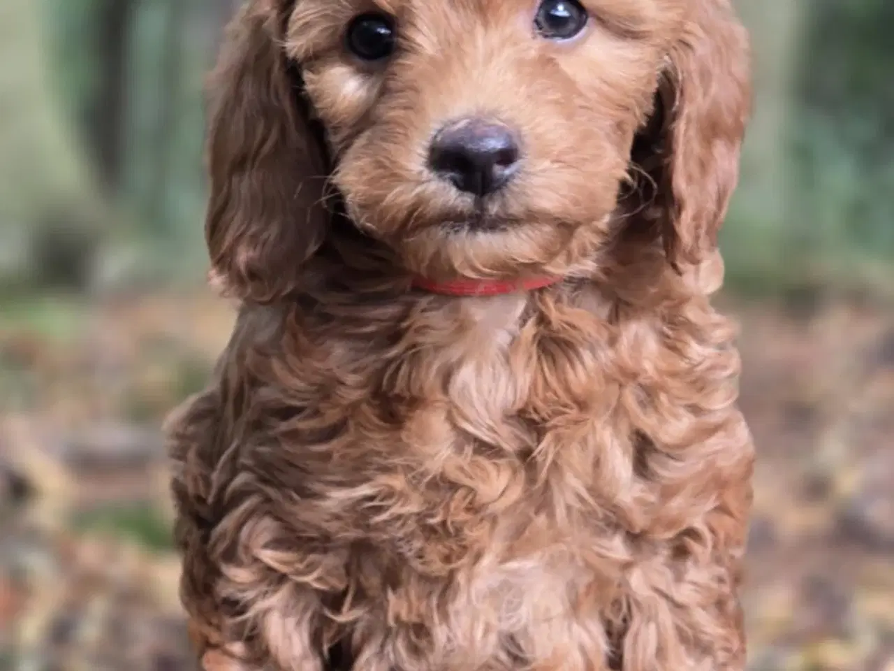 Billede 7 - Labradoodle F1B hvalpe