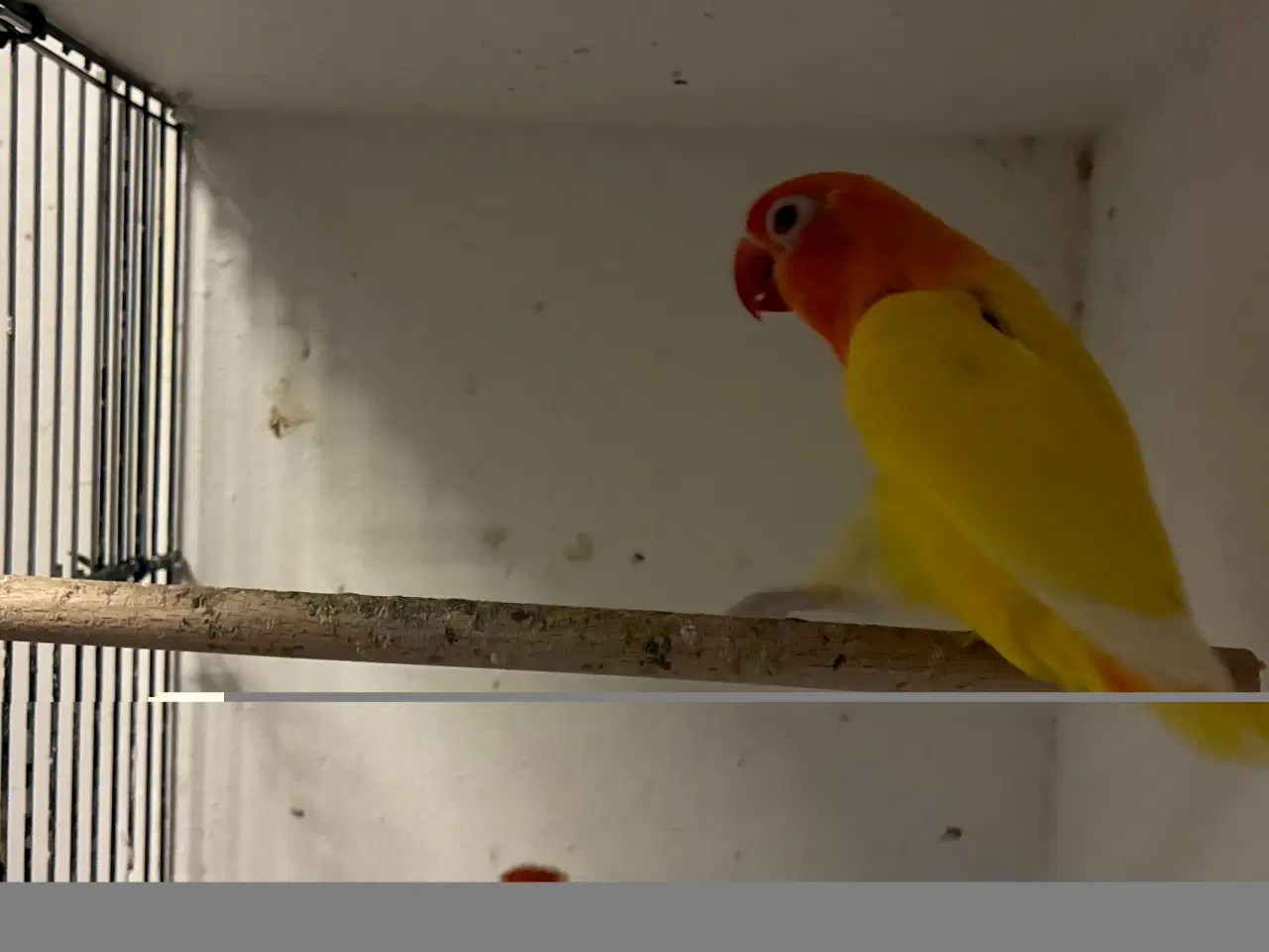 Billede 2 - Rødhovedet Dværgpapegøje