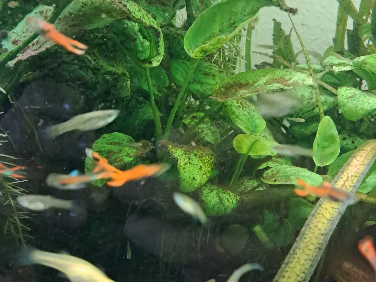 Billede 2 - Mix endler guppy 