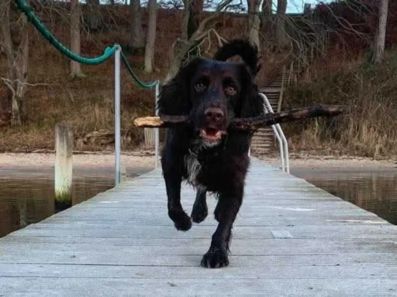 Billede 11 - Dansk svensk gårdhund/Ft. Cocker spaniel