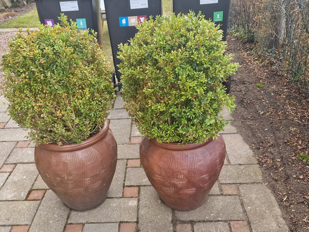 Billede 1 - Brune Havekrukker beplantet med buksbom