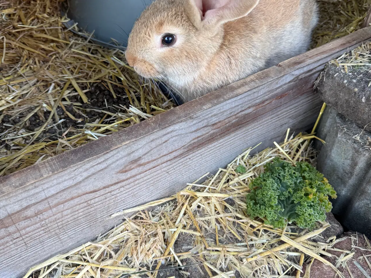 Billede 3 - Belgisk kæmpe