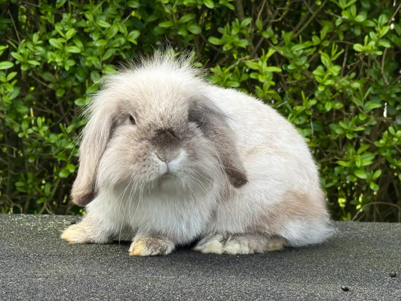 Billede 2 - Mini lion lop med enkelt manke