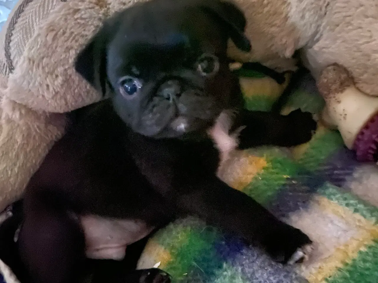 Billede 4 - 1 lille og fræk moppelop bamse søger nyt hjem 🥰