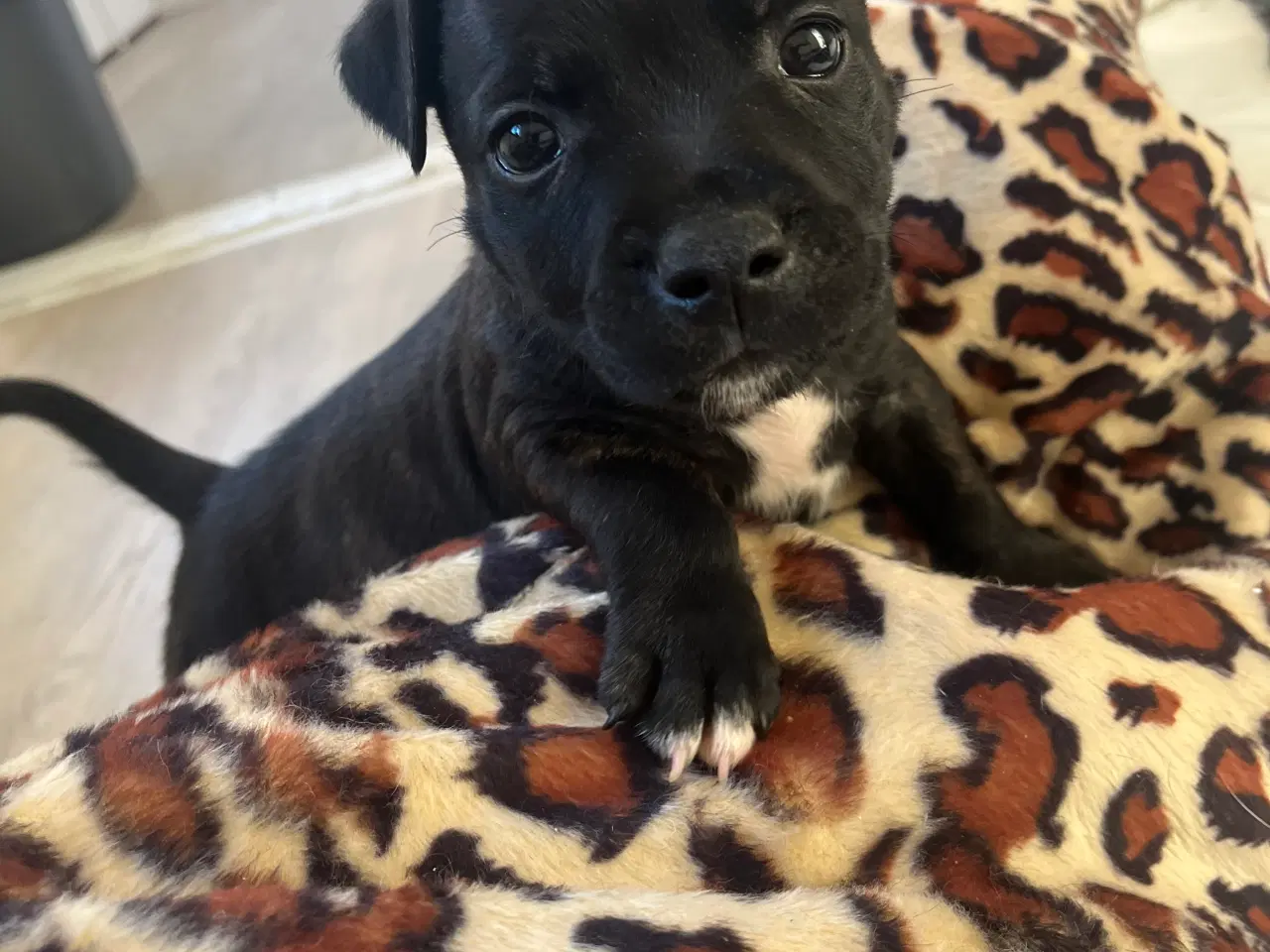 Billede 3 - Staffordshire bullterrier/ old english hvalpe 