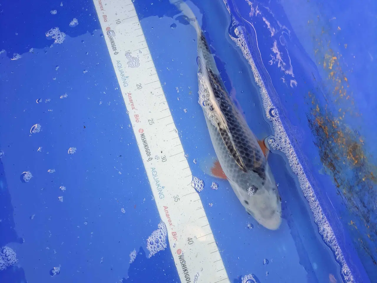 Billede 5 - Koikarper 