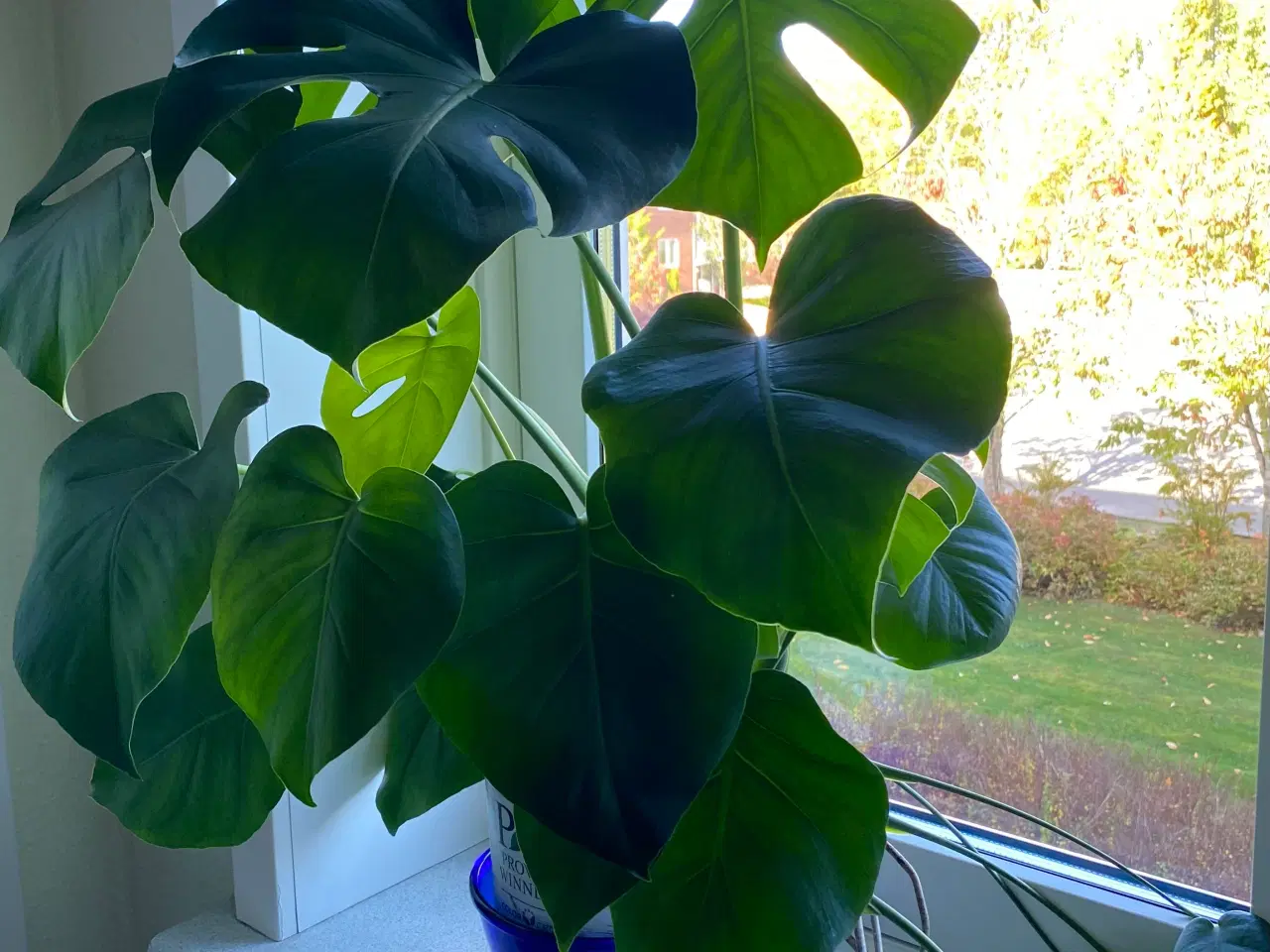Billede 3 - Monstera