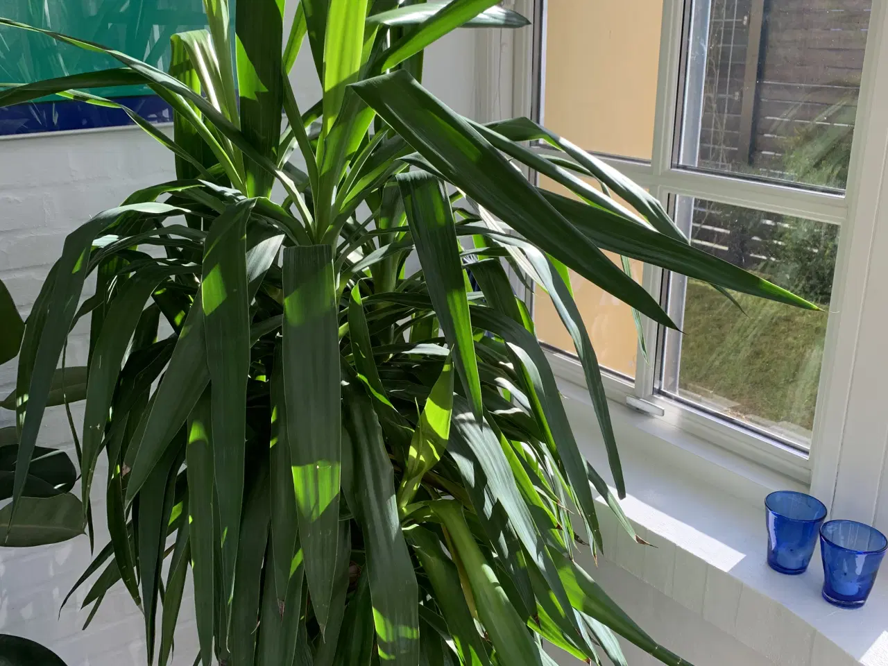 Billede 1 - Stor palme