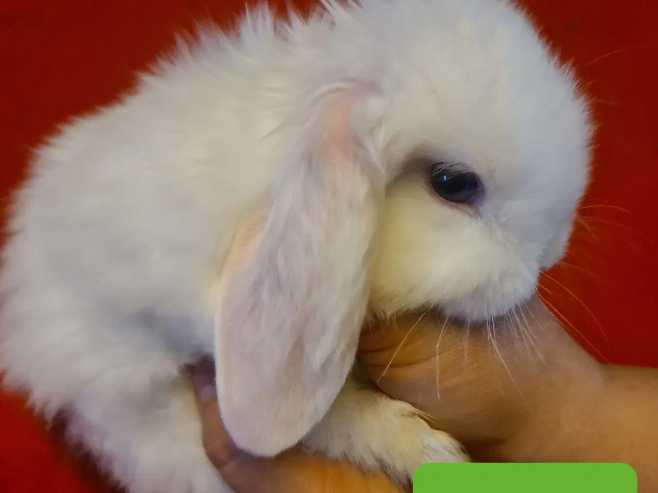 Billede 1 - Mini Lop Kaninunger 