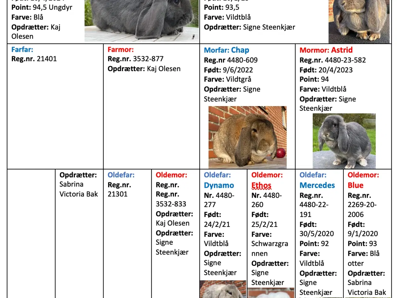 Billede 2 - FRANSK VÆDDER HUN EGERN