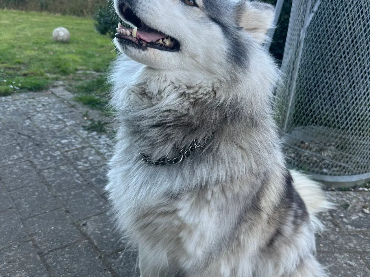 Billede 3 - Husky 5 år. 