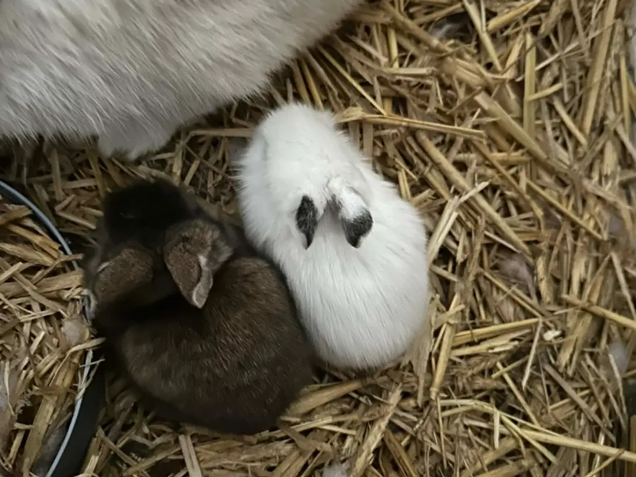 Billede 2 - Søde kanin unger