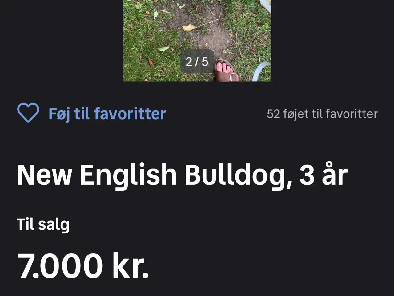 Billede 1 - New old bulldog