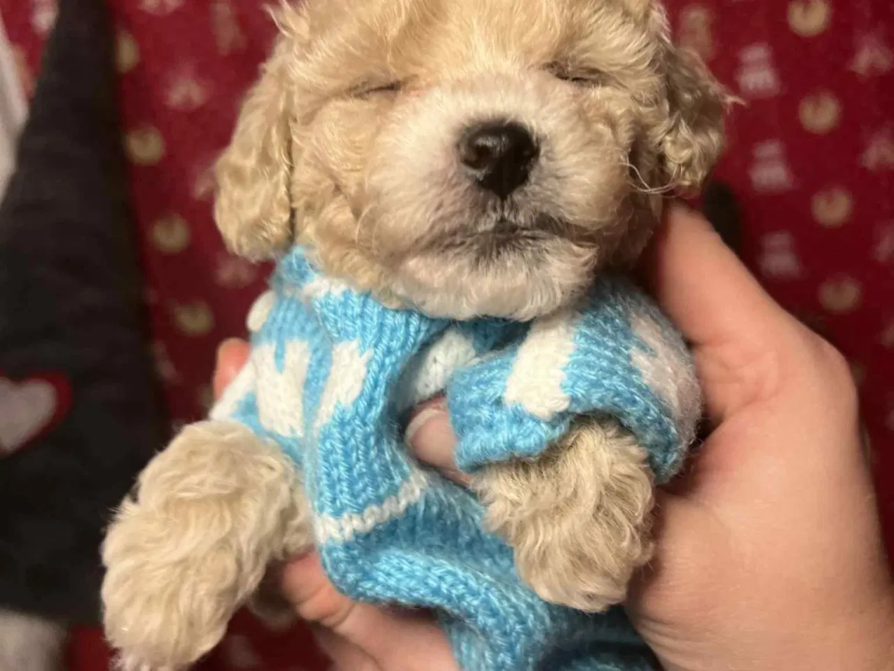 Billede 13 - Maltipoo 